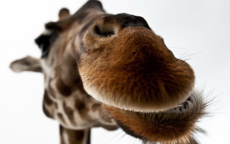 Giraffe_0103.jpg
