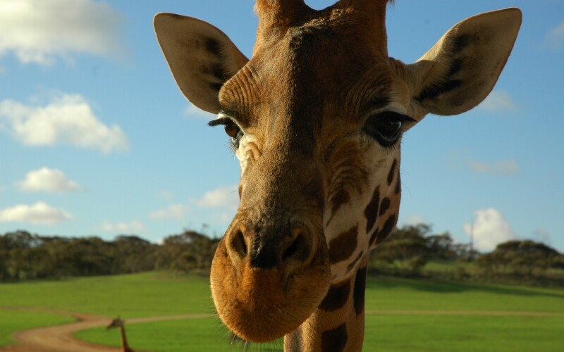 Giraffe_0104.jpg