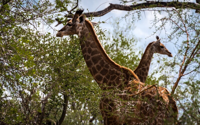Giraffe_0109.jpg