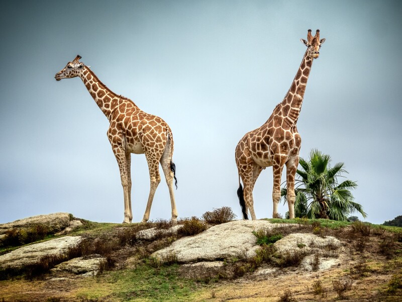 Giraffe_0113.jpg
