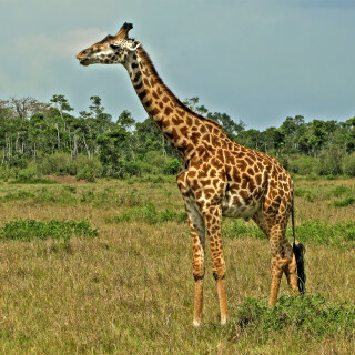 Giraffe_0117