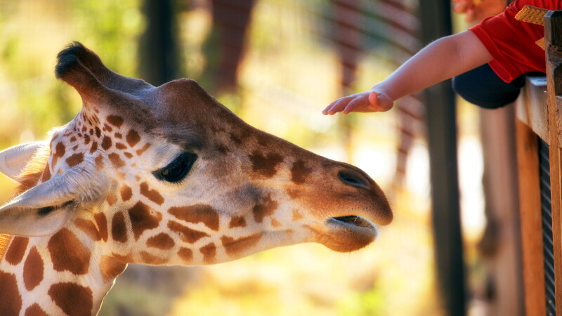 Giraffe_0120.jpg