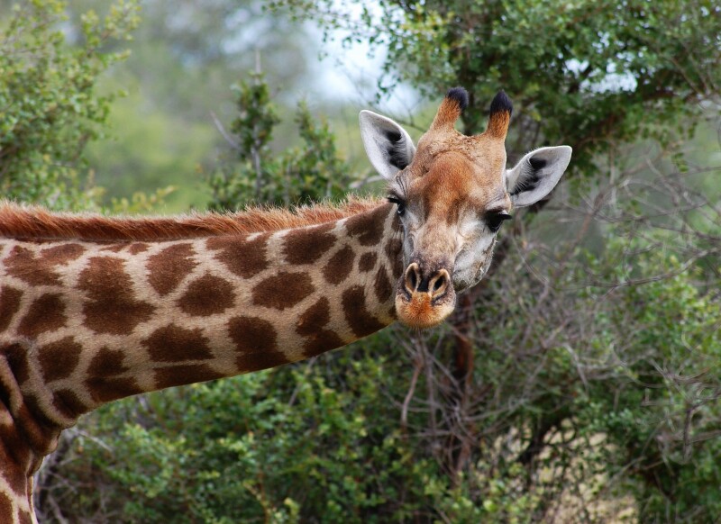 Giraffe_0122.jpg