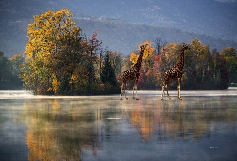 Giraffe_0123.jpg