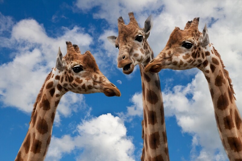 Giraffe_0125.jpg