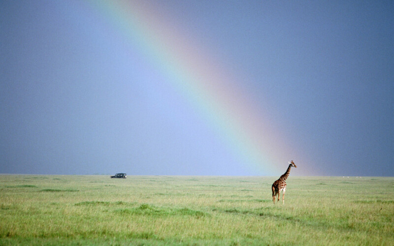 Giraffe_0126.jpg