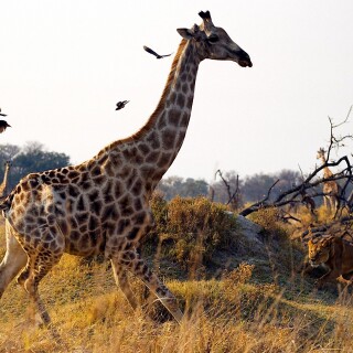 Giraffe_0130