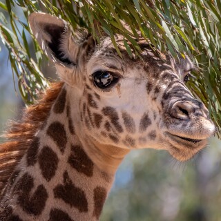 Giraffe_0132