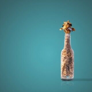 Giraffe_0135