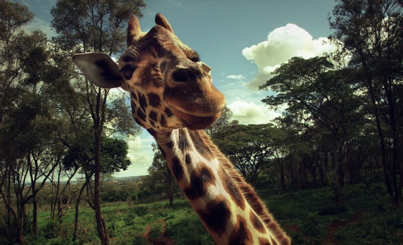 Giraffe_0136.jpg