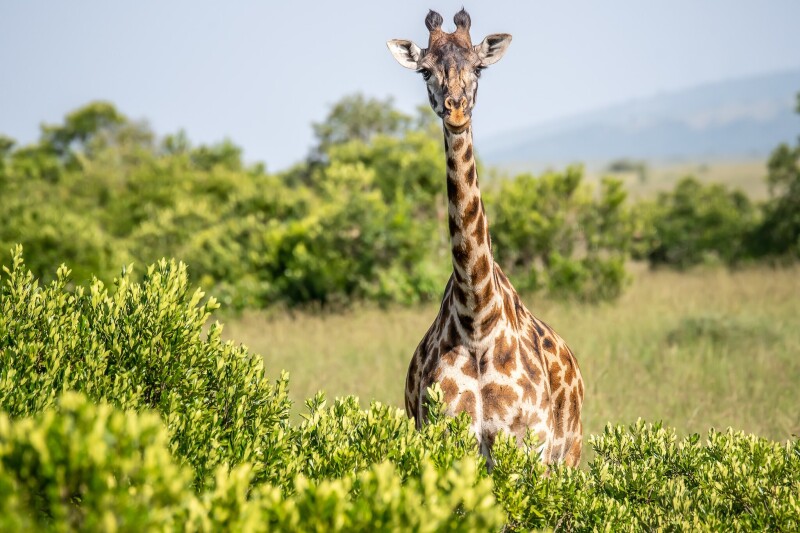 Giraffe_0137.jpg