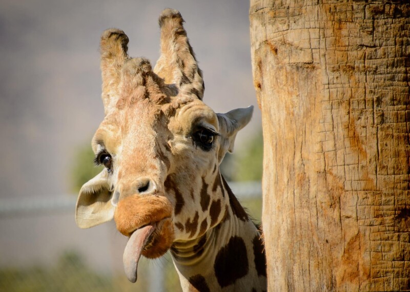 Giraffe_0141.jpg