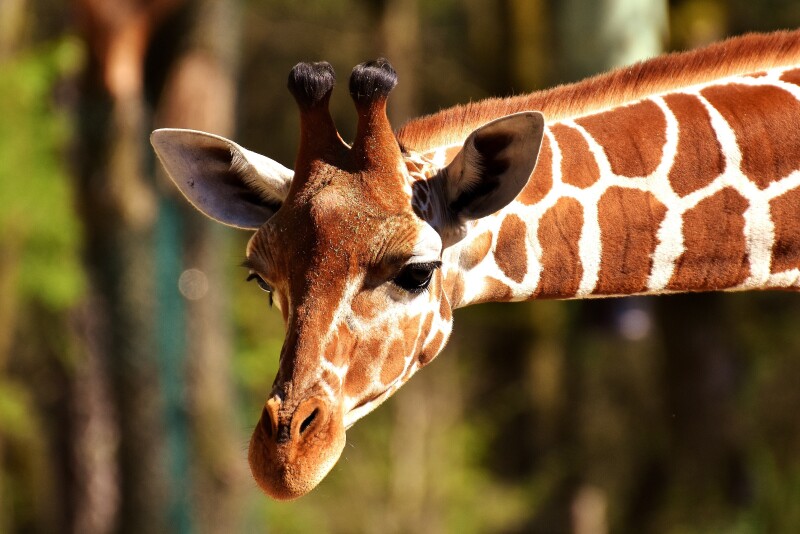 Giraffe_0142.jpg
