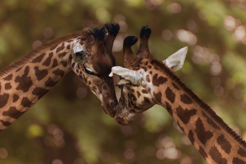Giraffe_0144.jpg