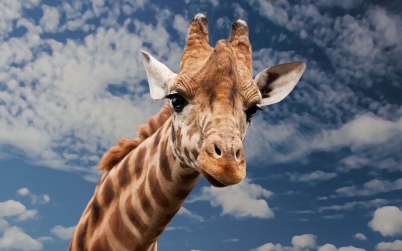 Giraffe_0153.jpg