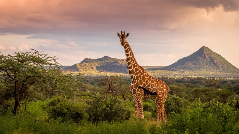 Giraffe_0165.jpg