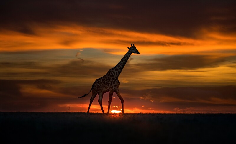 Giraffe_0172.jpg