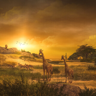 Giraffe_0175