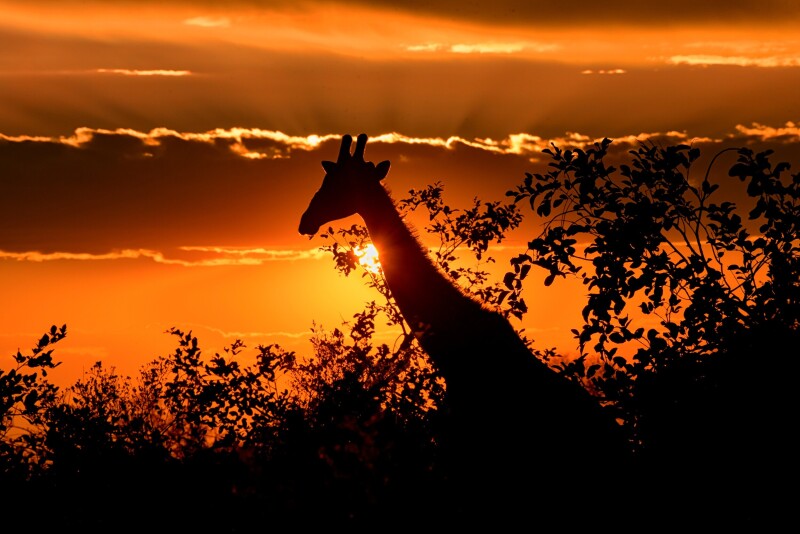 Giraffe_0176.jpg