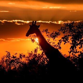 Giraffe_0176