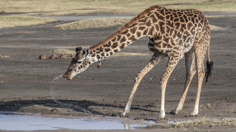 Giraffe_0185.jpg