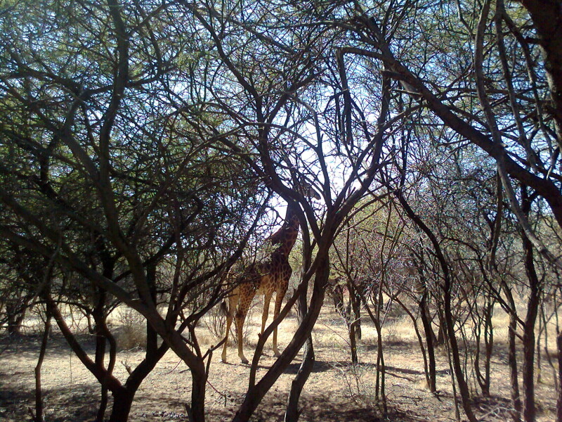 Giraffe_0189.jpg