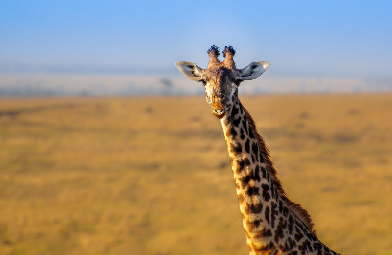 Giraffe_0190.jpg