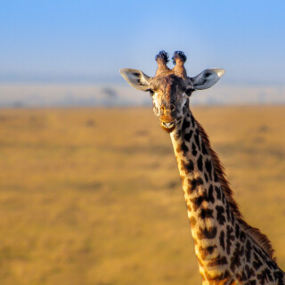 Giraffe_0190