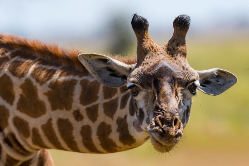 Giraffe_0191.jpg