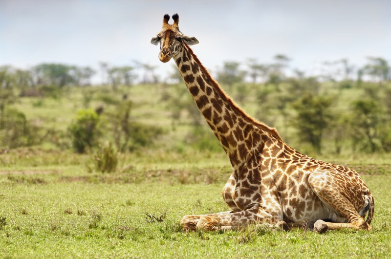 Giraffe_0195.jpg