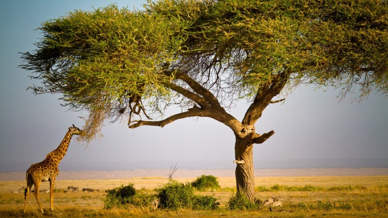 Giraffe_0196.jpg