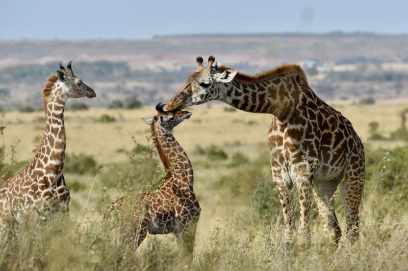 Giraffe_0200.jpg