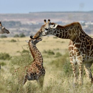 Giraffe_0200