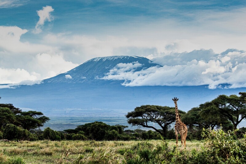 Giraffe_0203.jpg