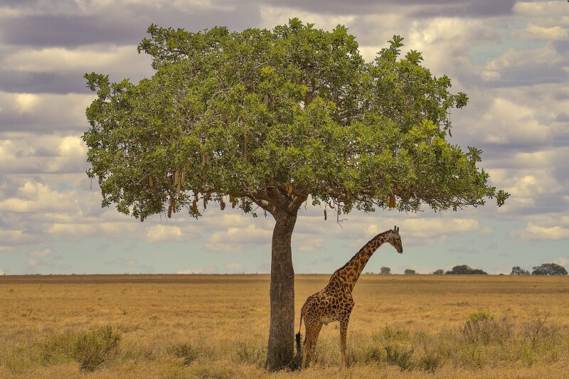 Giraffe_0205.jpg