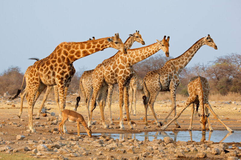 Giraffe_0207.jpg