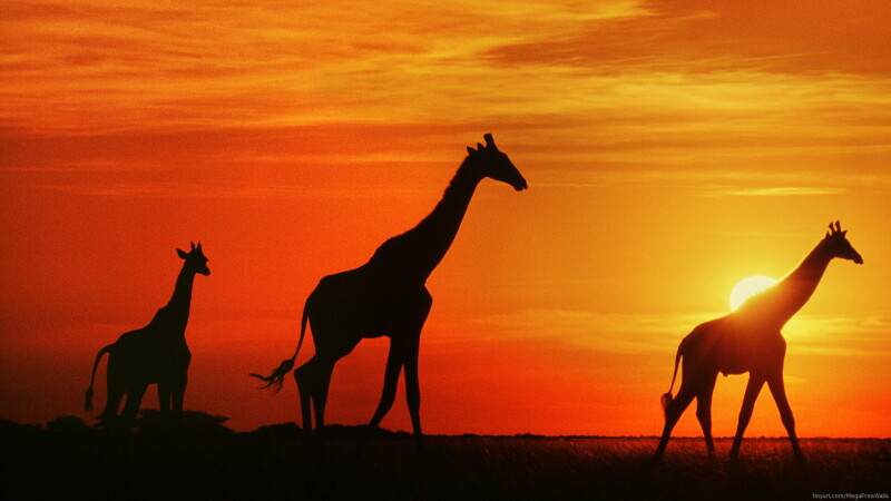 Giraffe_0213.jpg