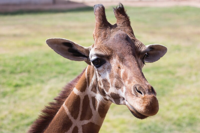 Giraffe_0216.jpg