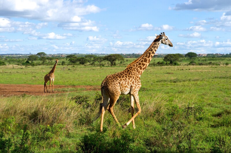 Giraffe_0217.jpg