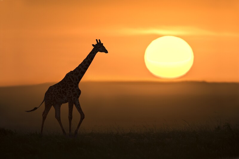 Giraffe_0218.jpg