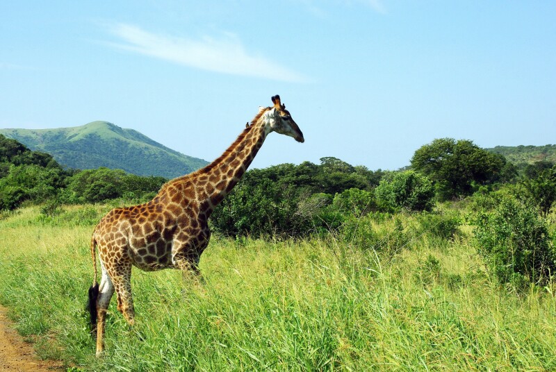 Giraffe_0224.jpg