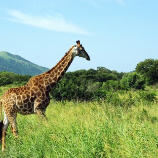 Giraffe_0224