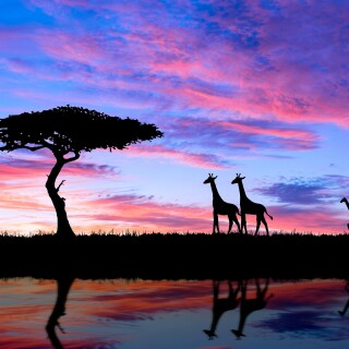 Giraffe_0225
