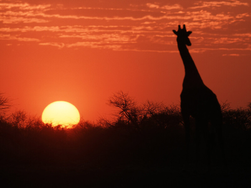 Giraffe_0228.jpg
