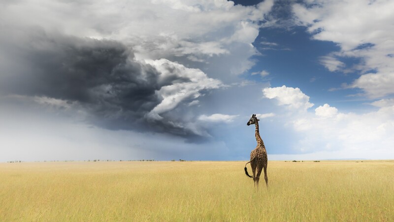 Giraffe_0230.jpg