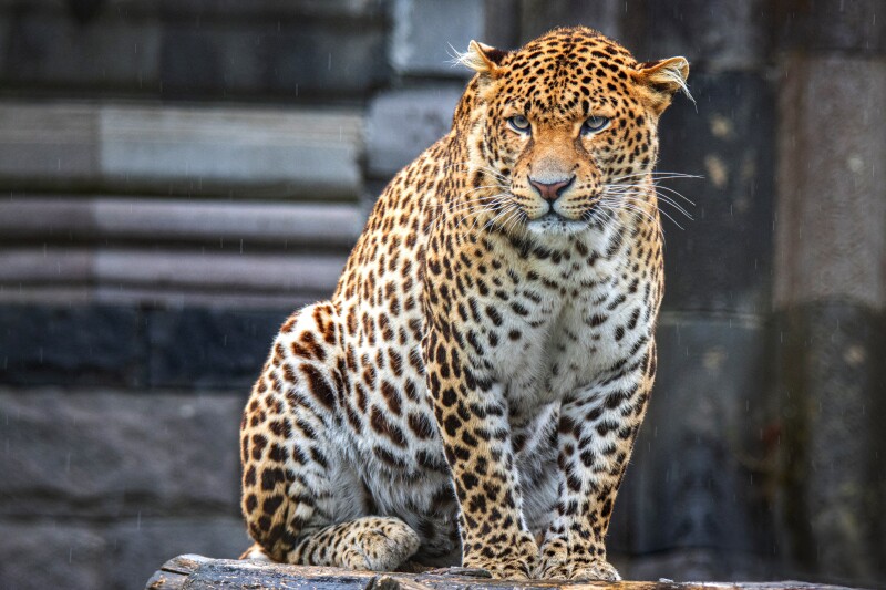Jaguar_0013.jpg