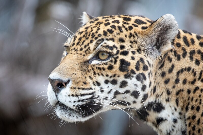 Jaguar_0044.jpg