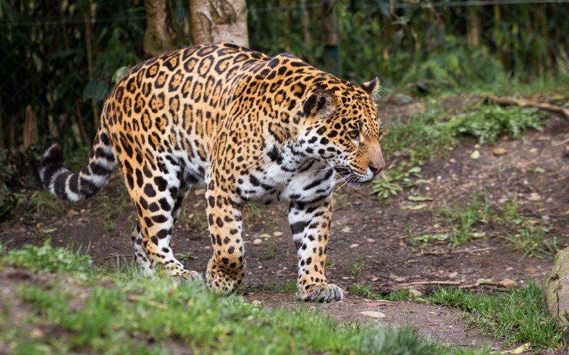 Jaguar_0063.jpg
