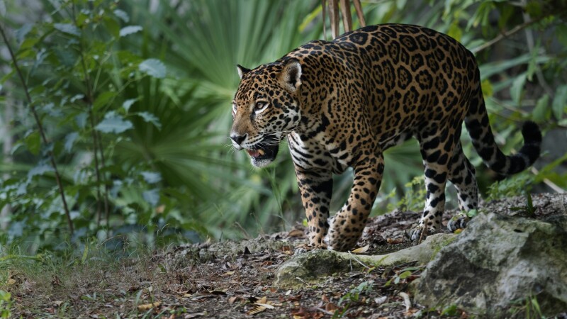 Jaguar_0103.jpg