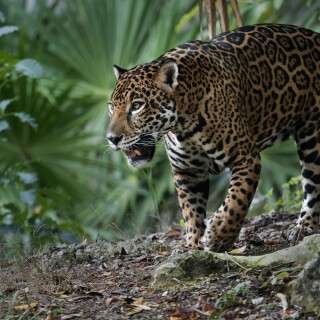 Jaguar_0103